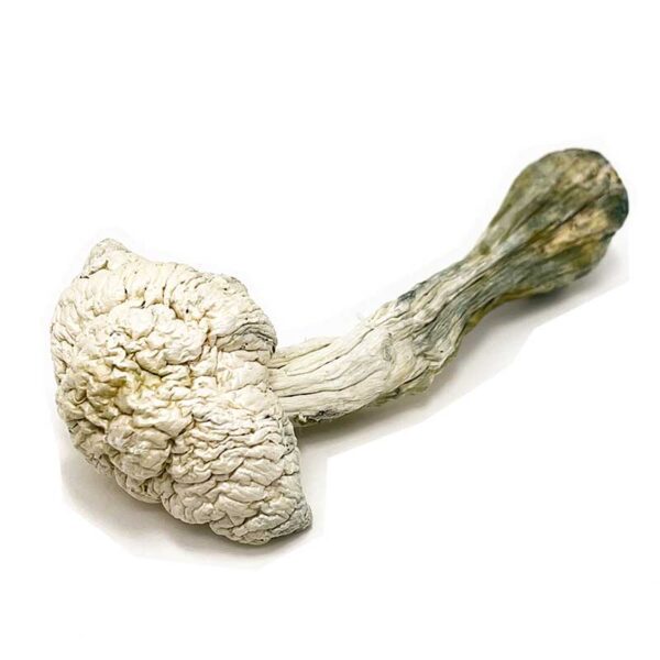 Albino Avery Mushrooms Albino Avery Mushrooms