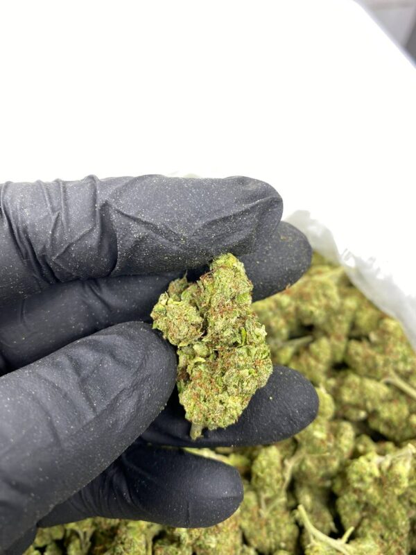 Animal Cookies New Batch