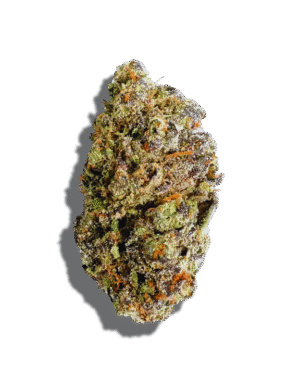 Cherry Cream Pie Strain