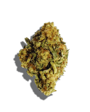 Mendocino Purps Strain