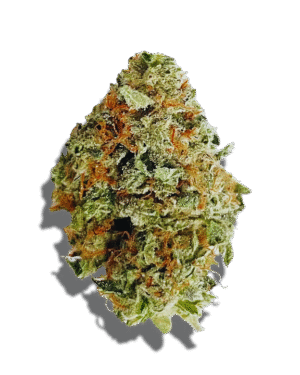 Sundae Driver Weed Strain